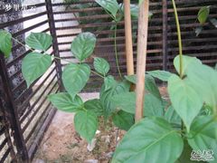 -广州神农草堂中医药博物馆