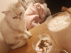 -有猫儿腻咖啡厅.猫咖