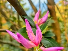 -梧桐山风景名胜区