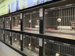 -翊宠yipet猫狗购宠庄园犬舍•猫舍