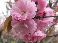 -高东镇樱花园