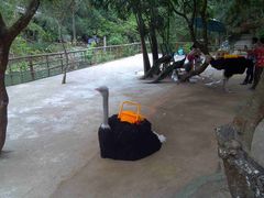 -三亚亚龙湾人间天堂鸟巢度假村