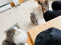 -Catmate·猫肥家润(金润铂宫店)
