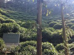 Picture&nbsp;337-十八棵（老龙井）御茶园(老龙井店)