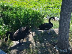 -天津东丽湖风景区