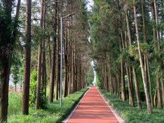 -上海长兴岛郊野公园