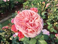 -人民公园(罗湖区)