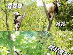 -都江堰中华大熊猫苑