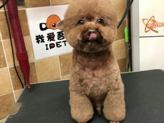-我爱吾宠宠物美容院(朝阳路店)