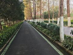 -合肥滨湖国家森林公园