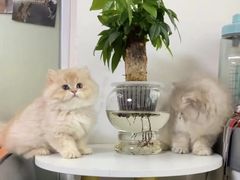 -lincat·猫舍(广州店)