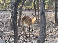 -清迈夜间动物园