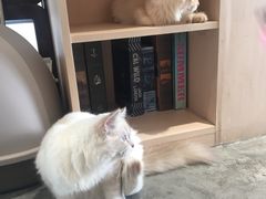 -瞄一喵猫咖(格力海岸店)