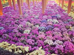 -龙环葡韵住宅式博物馆