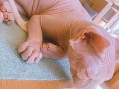 -CAT’S MEWSTAR CAFE·喵星球猫屋(晴湾咖啡店)