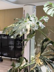 -海菲秀黑钻·SELF SKIN悦己·Tech SPA