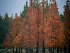 -白鹭湾湿地公园
