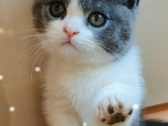 -钦宠·猫咪售卖·洗护·寄养(东圃旗舰店)