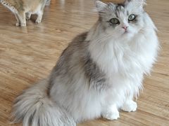 -猫小主咖啡·猫咖cat cafe(福田店)