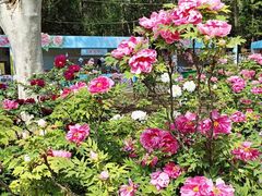 -洛阳市隋唐城遗址植物园