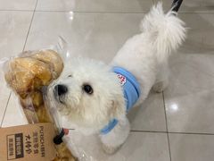 -翊宠yipet猫狗购宠庄园犬舍•猫舍