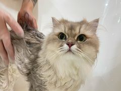 -momokira米努特·德文卷毛猫·棉花面纱犬