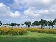 -野狸岛
