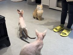 -琪喵猫屋·撸猫猫咖·猫舍