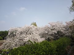 -嘉定紫藤园