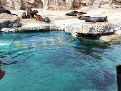 -珠海长隆海洋王国
