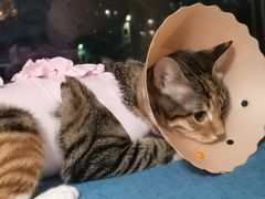 -伟伟宠物医院·CT影像中心·瑞派犬猫综合性门诊(汉口总院)