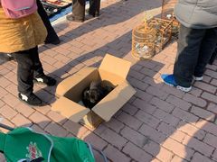 -李村大集