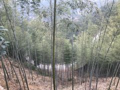-杨家堂村