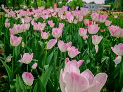 -北京国际鲜花港