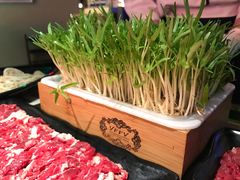 活体泰国空心菜-左庭右院鲜牛肉火锅(新梅广场店)