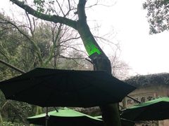 -十八棵（老龙井）御茶园(老龙井店)
