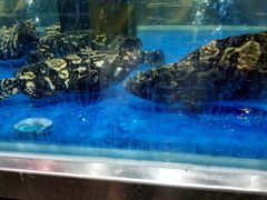 -盒马鲜生(红莲店)
