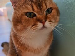 -猫在这儿猫咪咖啡馆·撸猫馆