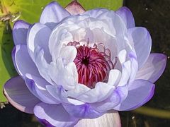 -中国科学院华南植物园