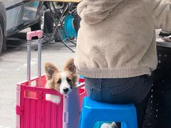 -海关荤豆花(洋河一路店)