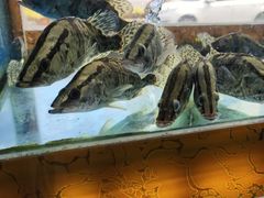 -淳安二十八道·美食汇·淳鱼馆(阳光路店)
