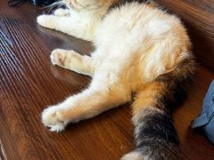 -猫岛主趣味餐厅(鼓浪屿店)