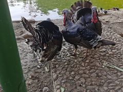 -揭东万竹园旅游景区