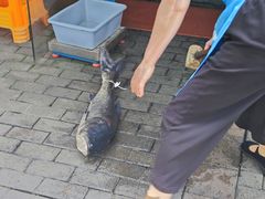 -全乐鱼馆·淳牌有机鱼直营店