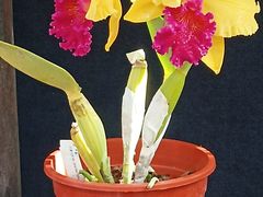 -国家植物园南园