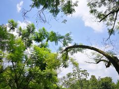 -南宁良凤江国家森林公园