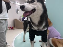 -怪兽屋·羊驼·猫咖·狗咖(俊华广场店)