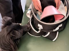 -顺强宠物诊所·狂犬免疫·夜诊·骨科(嘉定店)