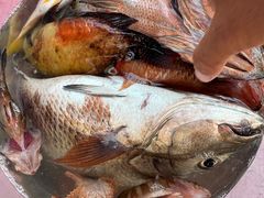 -小猫钓鱼海钓俱乐部(椰梦长廊店)