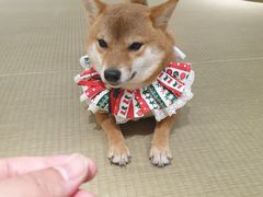 -逗柴咖啡屋·狗咖猫咖宠物桌游